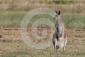 eastern grey kangaroo (Macropus giganteus) in the morning at the food intake ,Queensland ,Australia