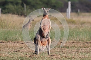 eastern grey kangaroo & x28;Macropus giganteus& x29; in the morning at the food intake ,Queensland ,Australia