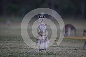 eastern grey kangaroo (Macropus giganteus) in the morning at the food intake ,Queensland ,Australia