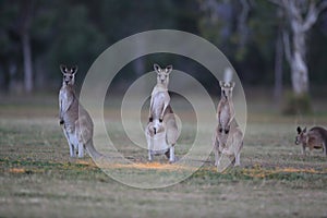 eastern grey kangaroo (Macropus giganteus) in the morning at the food intake ,Queensland ,Australia