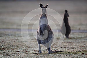 eastern grey kangaroo (Macropus giganteus) in the morning at the food intake ,Queensland ,Australia