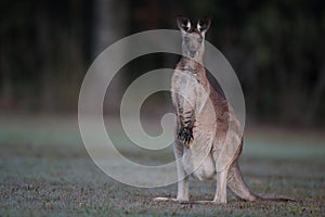 eastern grey kangaroo & x28;Macropus giganteus& x29; in the morning at the food intake ,Queensland ,Australia