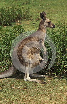 Eastern Grey Kangaroo, macropus giganteus, Mother carrying Joey in its Pouch