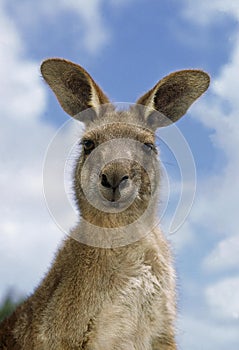 Eastern Grey Kangaroo, macropus giganteus, Portrait of Adult, Australia