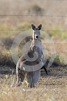 eastern grey kangaroo (Macropus giganteus) ,Queensland ,Australia