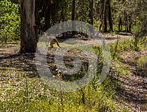 An Eastern Grey Kangaroo pauses after drinking at a stream in Coombabah Lake Reserve, photo