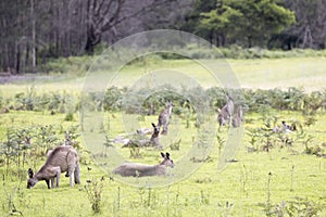 Eastern Grey Kangaroo`s