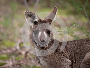 An Eastern Grey Kangaroo in the Scrub Portrait