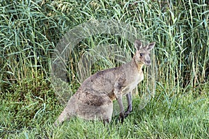 Eastern Grey Kangaroo - (Macropus giganteus) photo