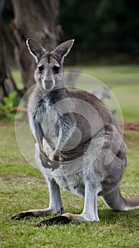 Eastern grey kangaroo in Sunshine Coast, Queensland, Australia