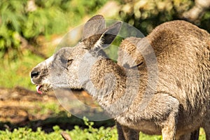 Eastern Grey Kangaroo in Victoria, Australia