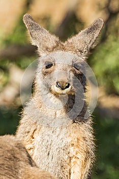 Eastern Grey Kangaroo in Victoria, Australia