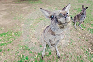 Eastern grey kangaroo wants food.