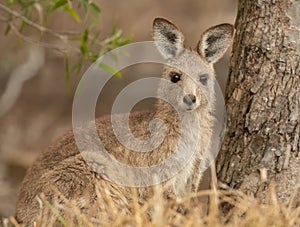 Eastern Grey Kangaroo in the wild