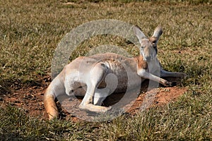 Eastern grey kangaroo in the wilderness