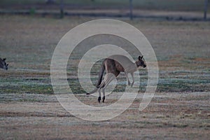 eastern grey kangaroo (Macropus giganteus) in the morning at the food intake ,Queensland ,Australia photo