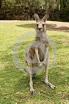 Eastern grey kangaroo in the zoo.