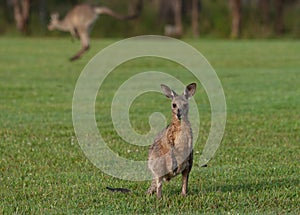 Eastern grey kangaroos