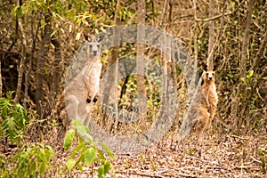 Eastern Grey Kangaroos