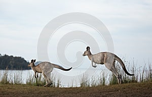 Eastern grey kangaroos hopping along by a coastal beach