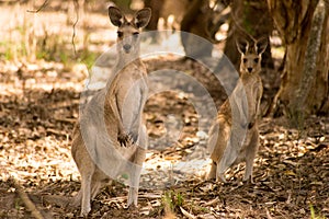 Eastern Grey Kangaroos