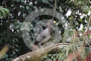 Eastern Grey Plantain Eater standing on a branch in Uganda photo