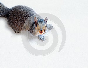 Eastern Grey Squirrel