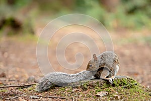 The Eastern Grey Squirrel