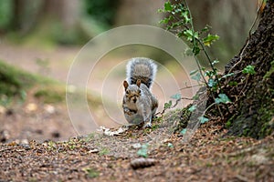 The Eastern Grey Squirrel