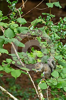 The Eastern Grey Squirrel