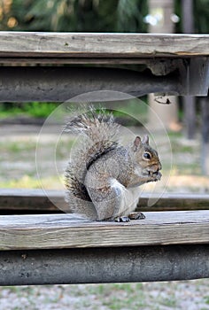 An Eastern Grey squirrel