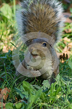 Eastern grey squirrel