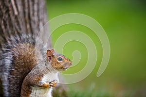 Eastern Grey Squirrel