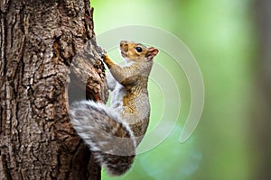 Eastern Grey Squirrel