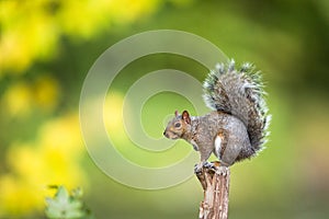 Eastern Grey Squirrel