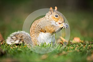 Eastern Grey Squirrel