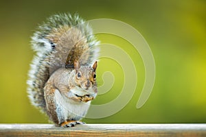 Eastern Grey Squirrel