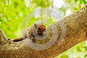 Eastern Grey Squirrel