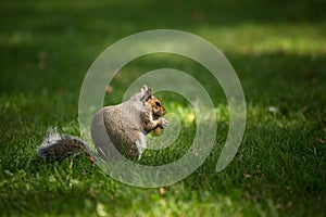 Eastern Grey Squirrel