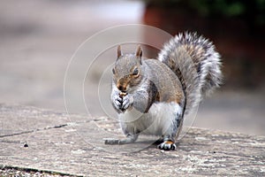 Eastern Grey Squirrel