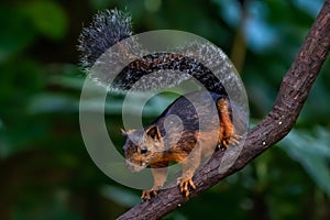 Eastern Grey Squirrel on branch.