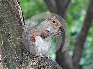 Eastern grey squirrel in Central Park
