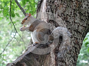 Eastern grey squirrel in Central Park