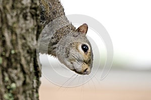 Eastern Grey Squirrel climbing down tree bark, close up portrait