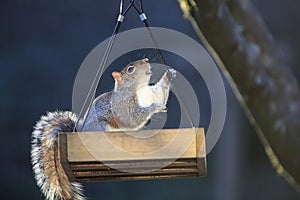 Eastern Grey Squirrel Climbing Out of Bird Feeder