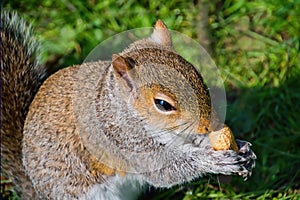 Eastern Grey Squirrel