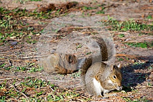 Eastern Grey Squirrel Eating