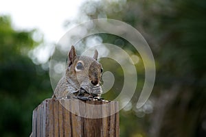 Eastern grey squirrel eating