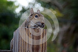 Eastern grey squirrel eating