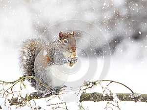 Eastern Grey Squirrel Eating while it's Snowing